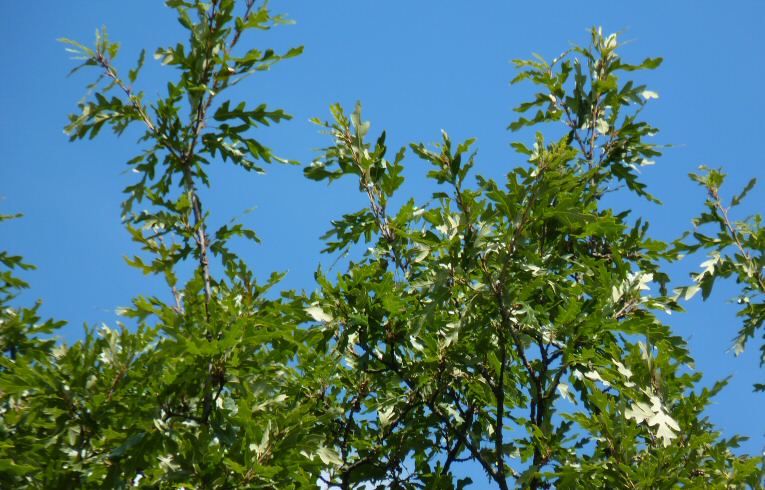 Turkey Oak