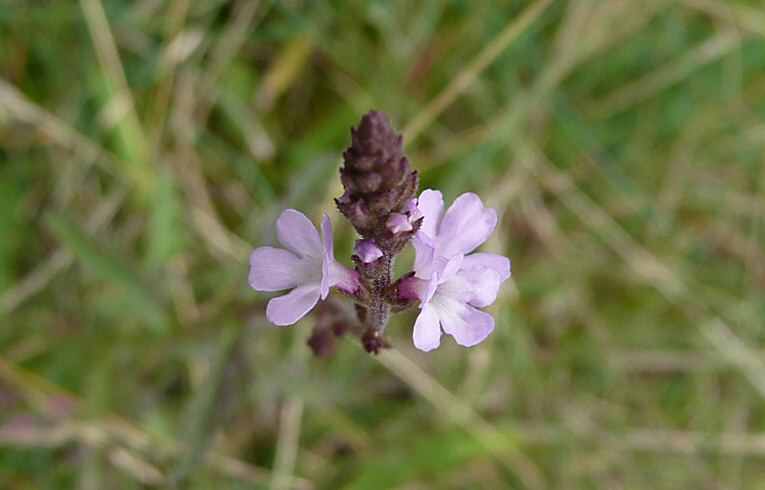 Verbena officinalis