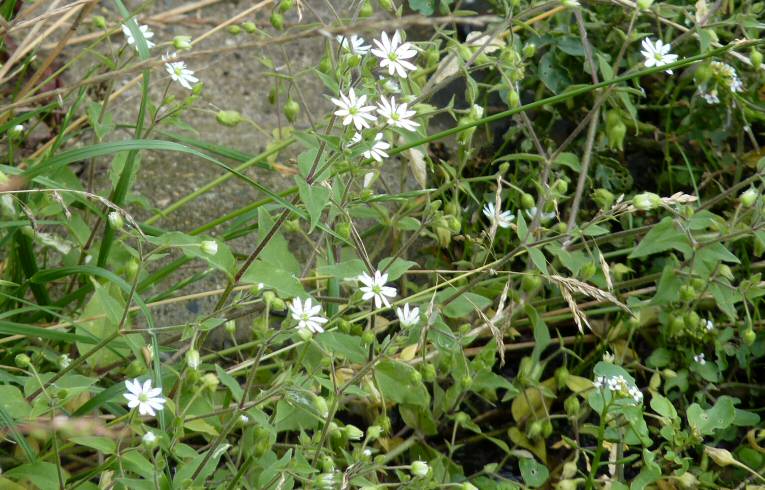 Water Chickweed