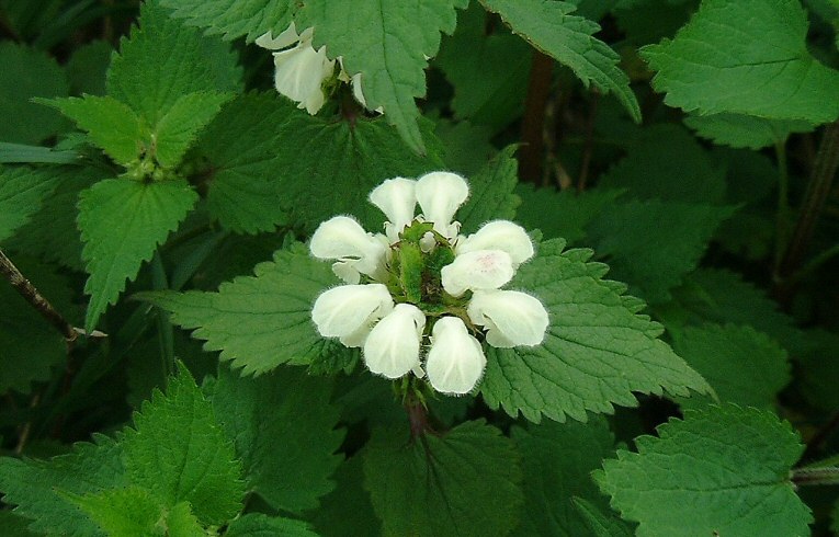 Lamium album