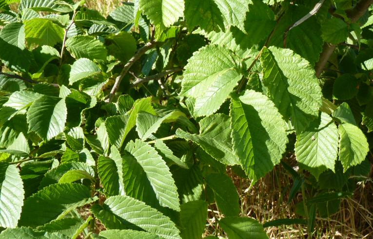 Wych Elm