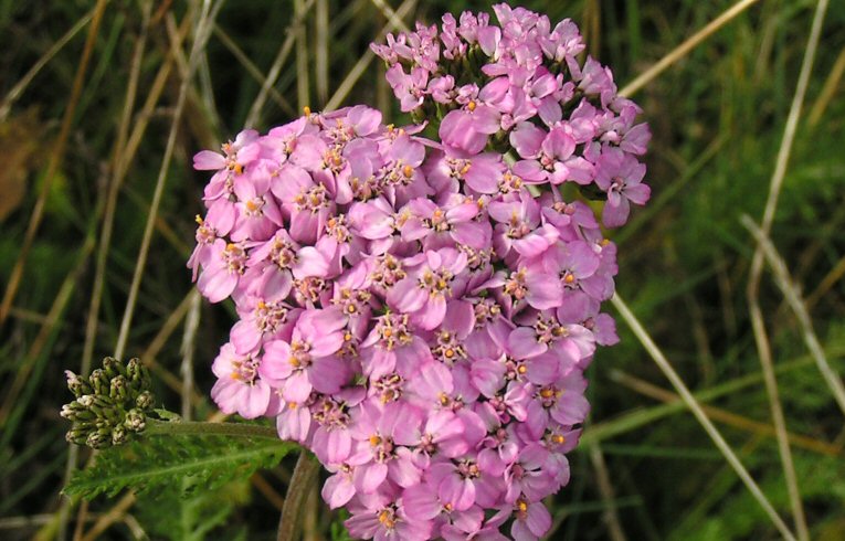 Achillea millefolium