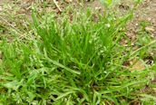 Annual Meadow-grass