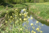 Bargeman's Cabbage