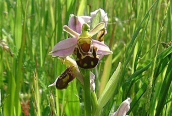 Bee Orchid