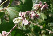 Black Bindweed