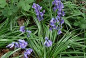 Bluebell