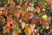 Bramble