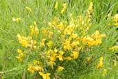 Broom