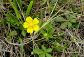 Bulbous Buttercup