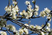 Bullace