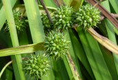 Bur-reed