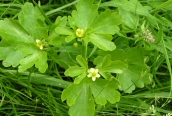 Celery-leaved Crowfoot