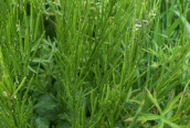 Common Horsetail