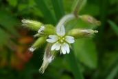 Common Mouse-ear