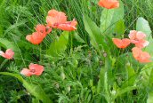 Common Poppy