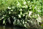 Common Water Plantain