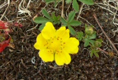 Creeping Cinquefoil