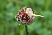 Crow Garlic