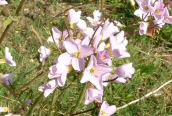 Cuckoo Flower
