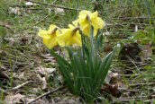 Hybrid Daffodil