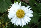 Daisy