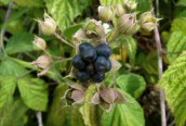 Dewberry