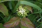 Dogwood