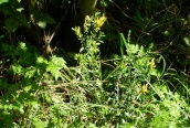 Dyer's Greenweed