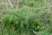 Fennel