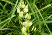 Field Pennycress