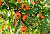 Firethorn