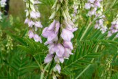 Goat's-rue