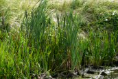 Great Reedmace