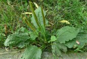 Greater Plantain