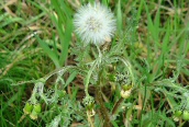 Groundsel