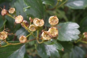 Midland Hawthorn