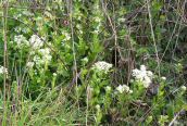 Hoary Cress