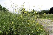 Hoary Mustard