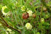 Hop Trefoil