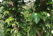 Ivy