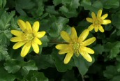 Lesser Celandine