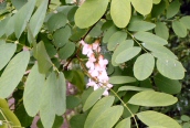 Locust Tree