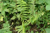 Male Fern