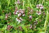 Marjorum
