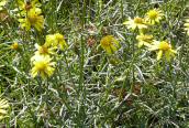 Narrow-leaved Ragwort