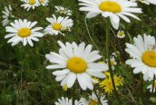 Ox-eye Daisy