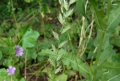 Perennial Rye-grass