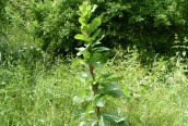 Prickly Lettuce