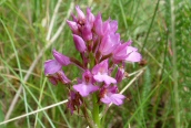 Pyramidal Orchid